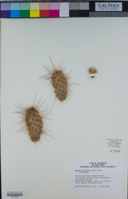 Image of Opuntia fragilis