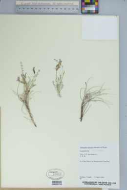 Astragalus piscator image