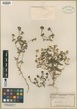 Image of Zinnia bicolor