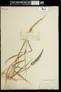 Image of Pennisetum pedicellatum