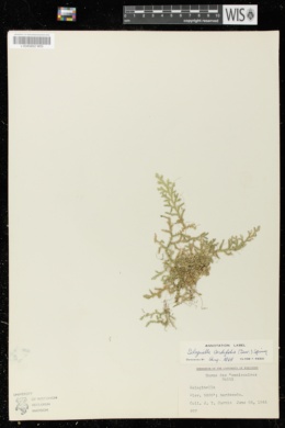 Image of Selaginella cordifolia