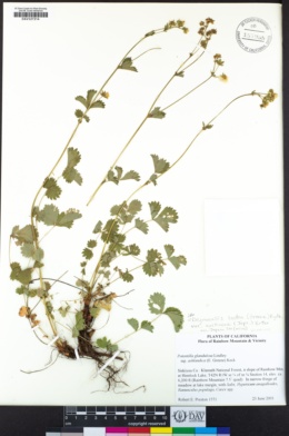 Drymocallis glandulosa subsp. nevadensis image