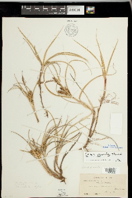 Carex pumila image