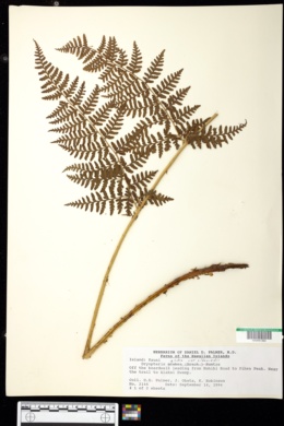 Dryopteris glabra var. alboviridis image