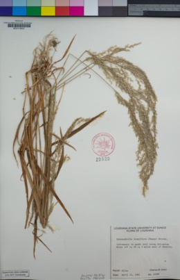 Image of Sphenopholis longiflora