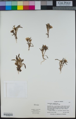 Chaenactis cusickii image