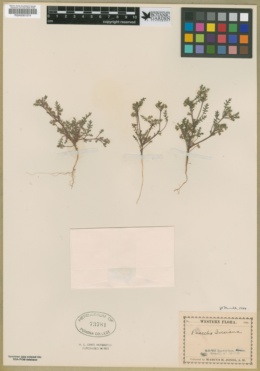Phacelia ivesiana image