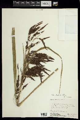Carex jamesonii image