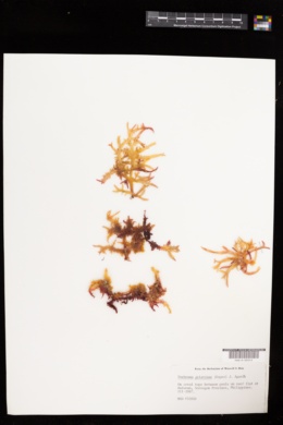 Betaphycus gelatinus image