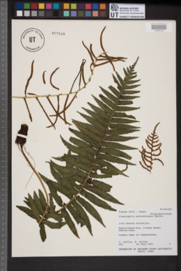 Plagiogyria matsumureana image