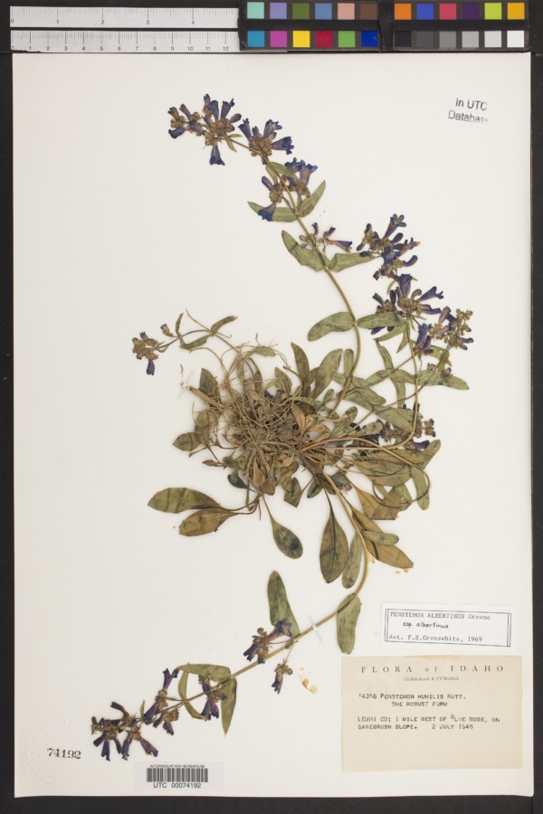 Penstemon albertinus subsp. albertinus image