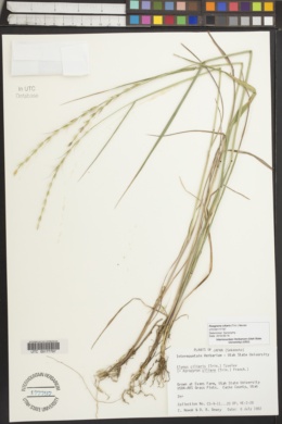 Image of Elymus ciliaris