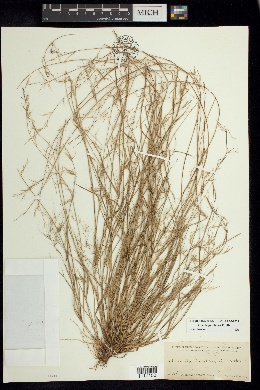 Aristida jorullensis image