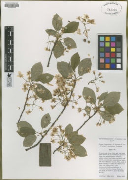 Prunus x pugetensis image