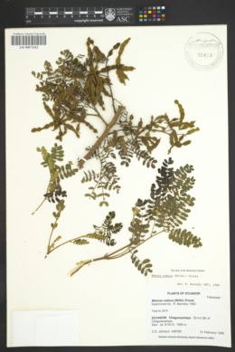 Image of Mimosa caduca
