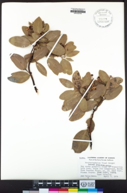 Arctostaphylos mewukka subsp. truei image