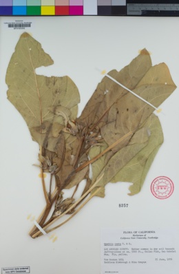 Image of Agnorhiza ovata