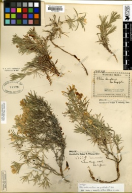 Phlox austromontana subsp. prostrata image