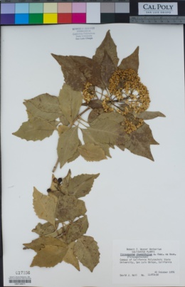 Pittosporum rhombifolium image