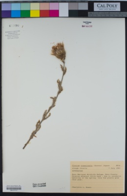 Image of Cirsium crassicaule