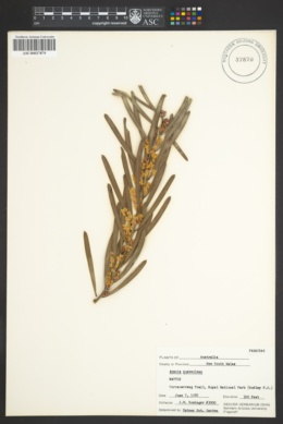 Acacia suaveolens image