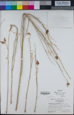Image of Gomphocarpus filiformis