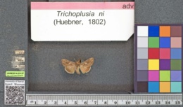 Trichoplusia ni image