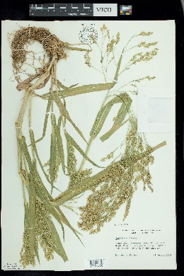 Panicum miliaceum image