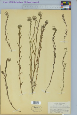 Image of Lithospermum strictum