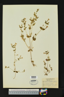 Image of Erythranthe latidens