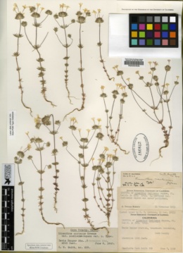 Linanthus nashianus image