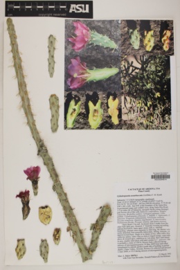 Image of Cylindropuntia neoarbuscula