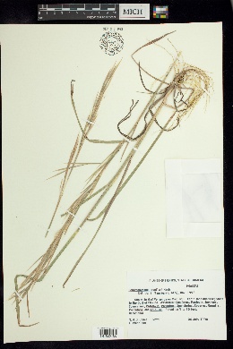 Image of Schizachyrium muelleri
