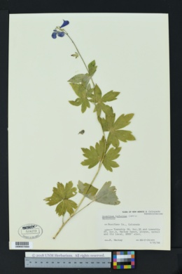 Aconitum infectum image