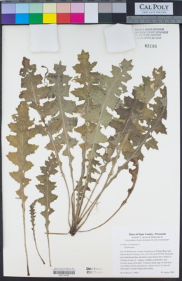Image of Carduus acanthoides