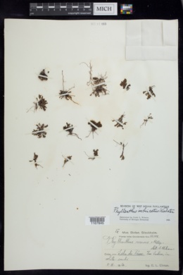 Phyllanthus imbricatus image