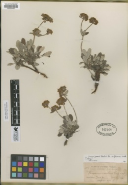 Image of Eriogonum arcuatum