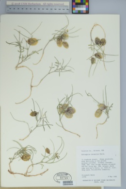 Image of Astragalus longifolius