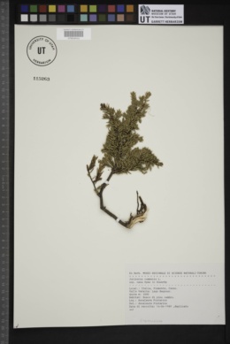 Juniperus communis subsp. nana image