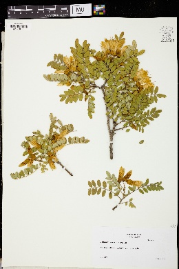 Image of Sophora macrocarpa