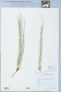 Image of Equisetum nelsonii
