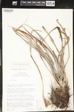 Pitcairnia angustifolia image