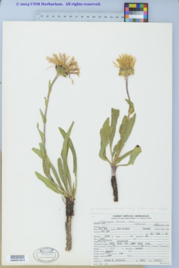 Pyrrocoma crocea var. crocea image