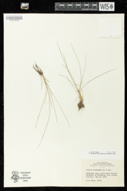 Isoetes melanopoda image