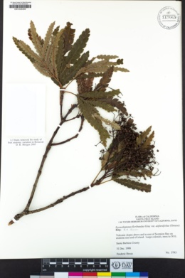 Lyonothamnus floribundus subsp. asplenifolius image