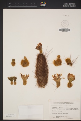 Bergerocactus emoryi image