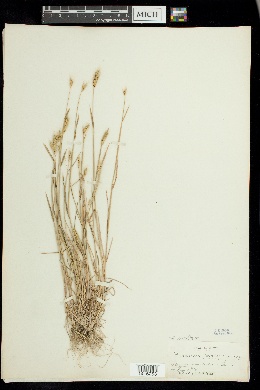 Hordeum secalinum image