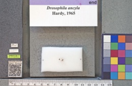 Drosophila ancyla image