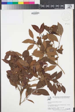 Image of Syzygium paniculatum