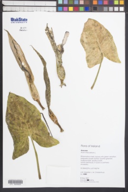 Arum maculatum image